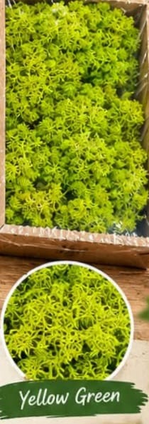 Moss grass - Yellow Green