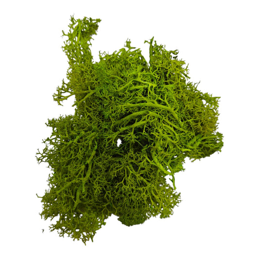 Moss grass - Yellow Green