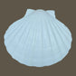 White Sea shell