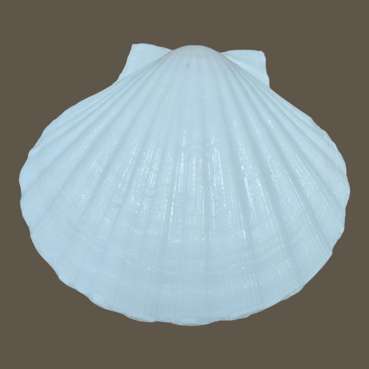 White Sea shell