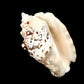 Sea Shell - 25