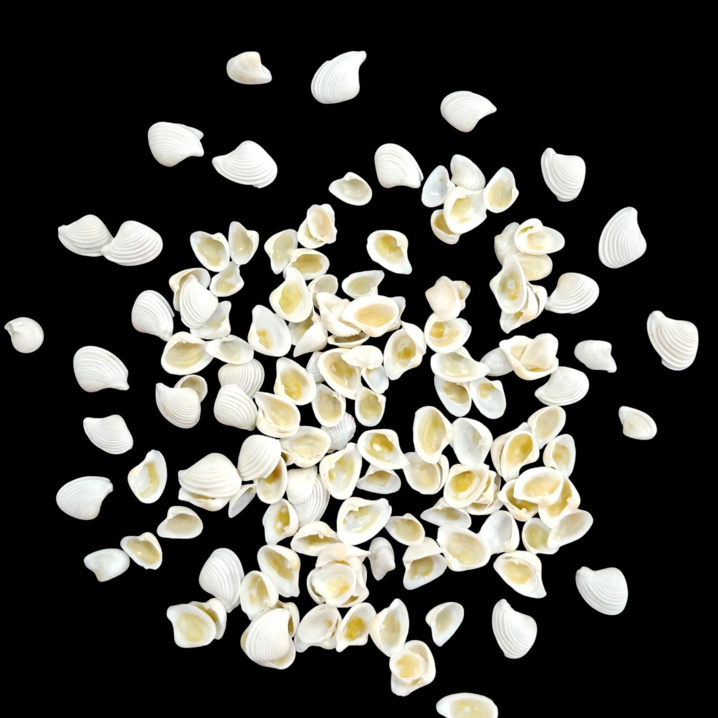 Sea Shell - 3