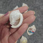 Sea Shell - 24