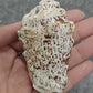 Sea Shell - 25