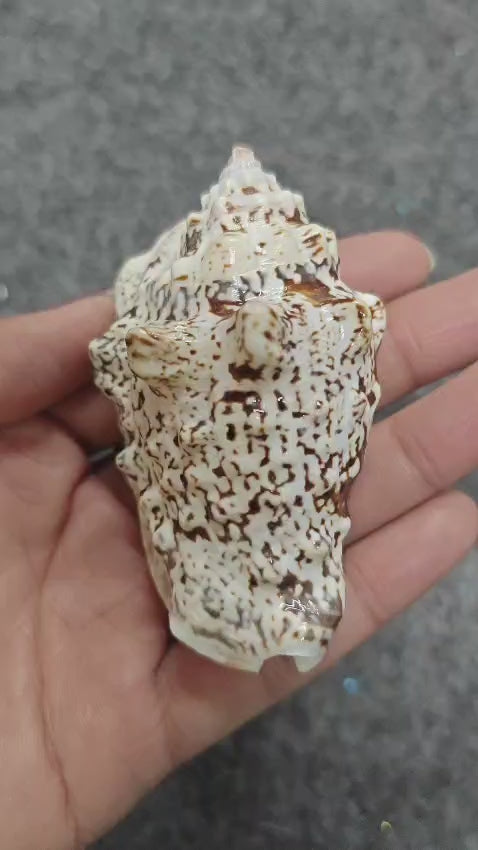 Sea Shell - 25